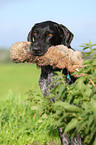 German wirehaired Pointer Portrait