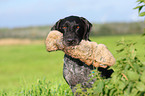 German wirehaired Pointer Portrait