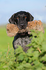 German wirehaired Pointer Portrait