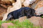 German wirehaired Pointer
