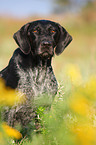 German wirehaired Pointer Portrait