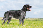 German wirehaired Pointer