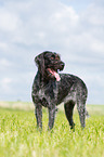 German wirehaired Pointer