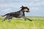 retrieving German wirehaired Pointer