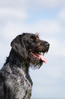 German wirehaired Pointer Portrait