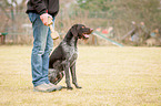 sitting German wirehaired Pointer