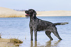 standing German Wirehaired Pointer