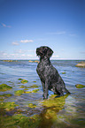 sitting German Wirehaired Pointer
