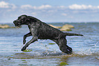 German Wirehaired Pointer in the Water