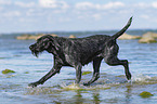 German Wirehaired Pointer in the Water