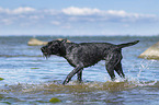 German Wirehaired Pointer in the Water