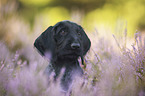 German Wirehaired Pointer