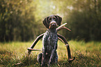 sitting German Wirehaired Pointer