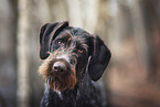 German Wirehaired Pointer portrait