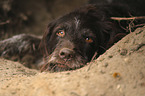 lying German Wirehaired Pointer