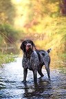 bathing German wirehaired Pointer