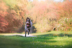 running German wirehaired Pointer