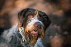 German wirehaired Pointer Portrait