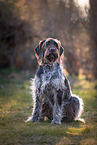 sitting German wirehaired Pointer