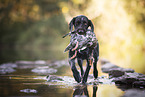 retrieving German wirehaired Pointer