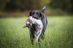 retrieving German wirehaired Pointer