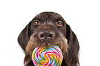 German wirehaired Pointer Portrait