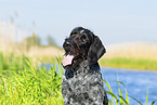 German wirehaired Pointer in summer