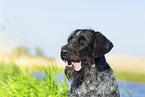 German wirehaired Pointer in summer