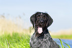 German wirehaired Pointer in summer