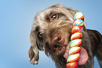 German wirehaired Pointer Portrait