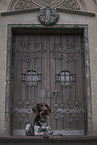 German wirehaired Pointer