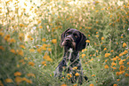 German wirehaired Pointer