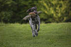 German wirehaired Pointer