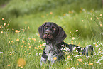 German wirehaired Pointer