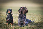2 dogs
