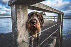 German wirehaired Pointer