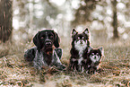 dogs