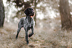German wirehaired Pointer