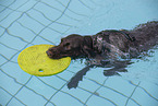 German wirehaired Pointer
