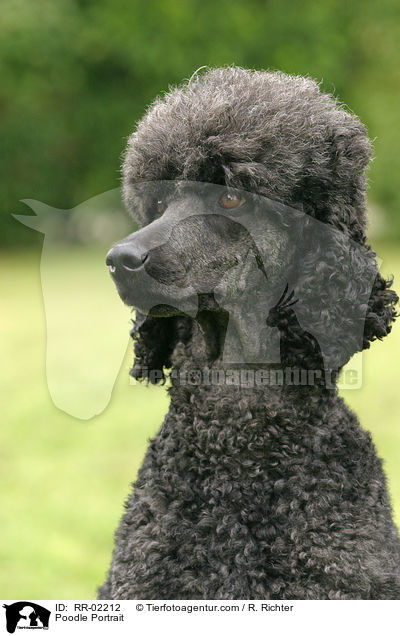 Knigspudel Portrait / Poodle Portrait / RR-02212