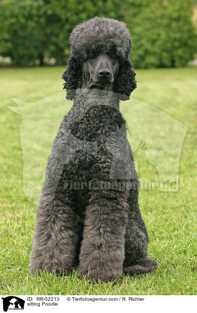 sitzender Knigspudel / sitting Poodle / RR-02213