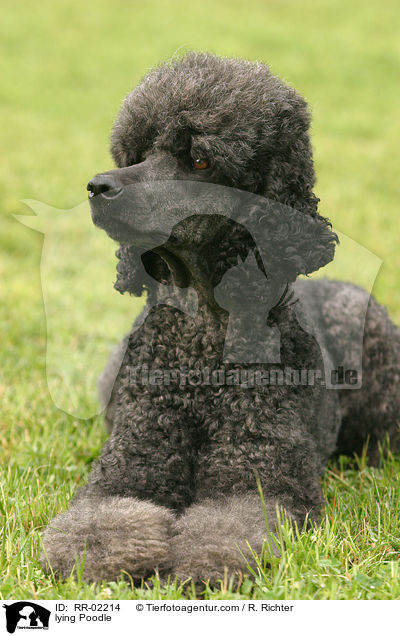 liegender Knigspudel / lying Poodle / RR-02214