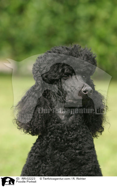 Poodle Portrait / RR-02223