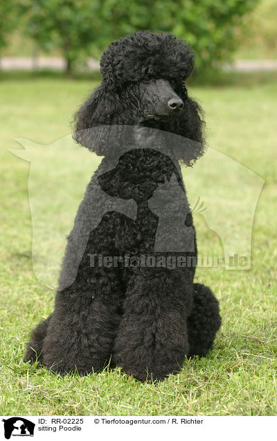 sitzender Knigspudel / sitting Poodle / RR-02225