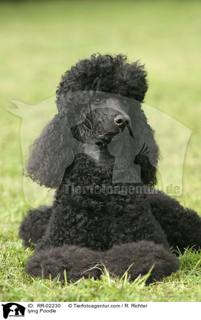 lying Poodle / RR-02230