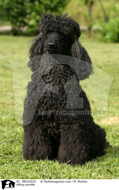 sitting poodle / RR-02233