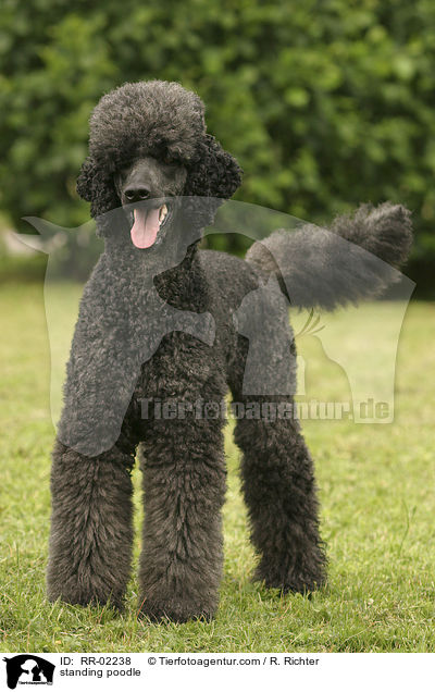 standing poodle / RR-02238