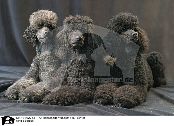 lying poodles / RR-02243