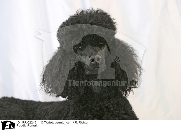 Poodle Portrait / RR-02249