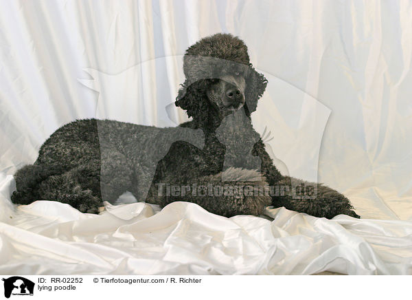 lying poodle / RR-02252